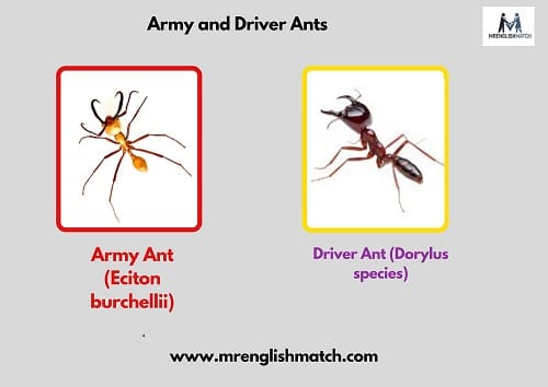 Army and driver ants