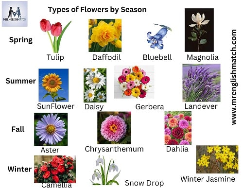 Types of Flowers by Season(1)