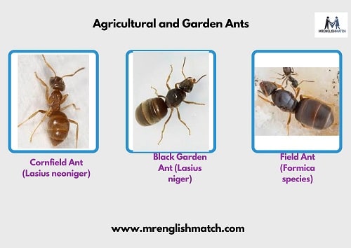 agriculture and garden ants names