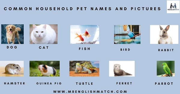 common household pet animals