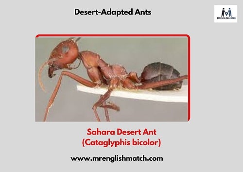 desert ant name with picture