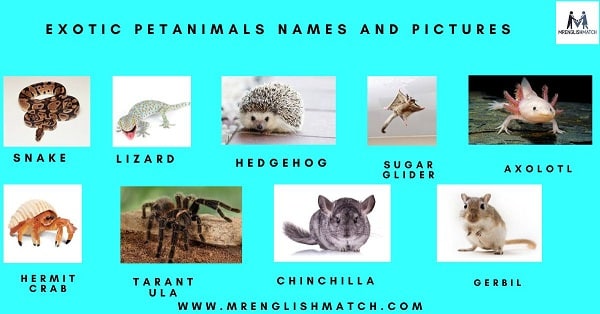 exotic pet animals names