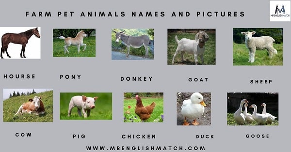 farm pet animal names