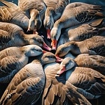 goose_roost