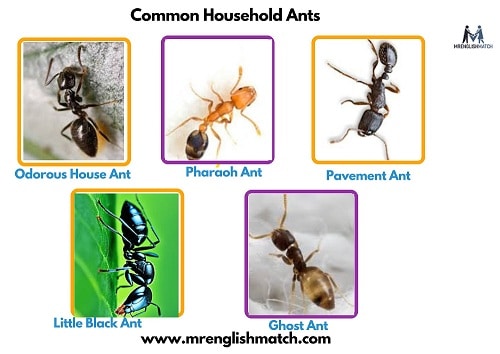 house ants names