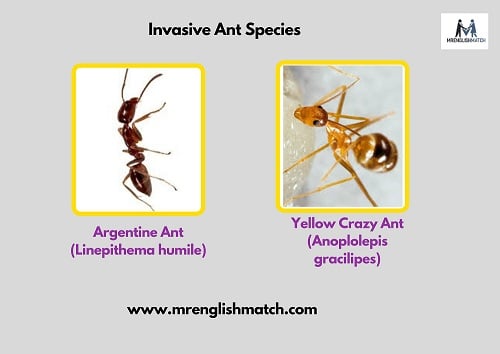 invasive ants names