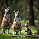 kangaroo_mob