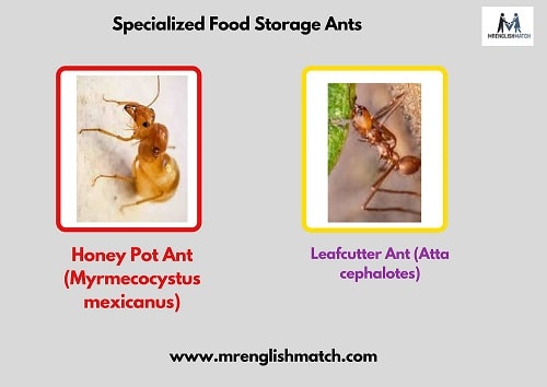 food storage insect names