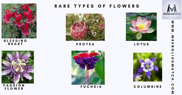 rare types names flowers