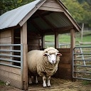 sheep_pen