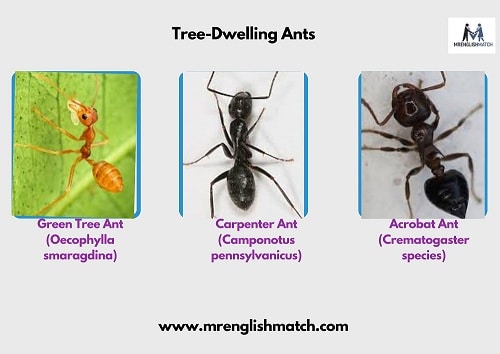 tree ants names with pictures