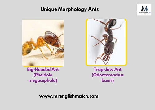 unique ants names