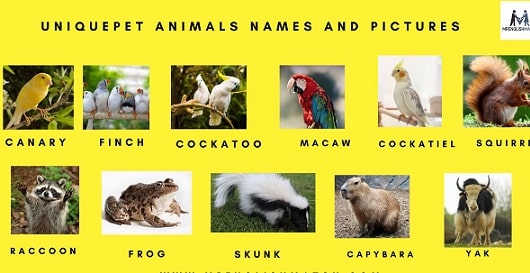 unique pet animal names with pictures