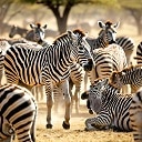 zebra_herd