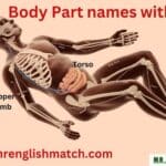 body part names torso